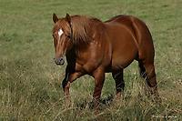 Nimble Sprint Loading...